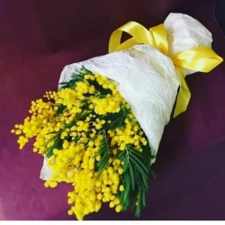В РОССИЮ МАССОВО ВЕЗУТ МИМОЗУ