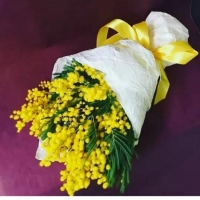 В РОССИЮ МАССОВО ВЕЗУТ МИМОЗУ