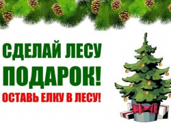 ПОДПИСАНО РАСПОРЯЖЕНИЕ О МЕРАХ ПО УСИЛЕНИЮ КОНТРОЛЯ ПО ОХРАНЕ ХВОЙНЫХ НАСАЖДЕНИЙ