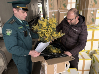 ТОННЫ &laquo;ЗОЛОТОЙ&raquo; МИМОЗЫ ВЕЗУТ ИЗ АБХАЗИИ К ПРАЗДНИКУ