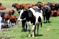 ТУРЕЦКАЯ ЖИВОТНОВОДЧЕСКАЯ КОМПАНИЯ &laquo;BONTORO FARM&raquo; ПОСТРОИТ В ОЧАМЧЫРСКОМ РАЙОНЕ ЖИВОТНОВОДЧЕСКИЙ КОМПЛЕКС.
