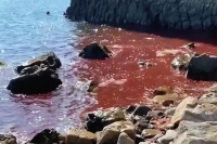 МОРЕ В РАЙОНЕ АНАПЫ ОКРАСИЛОСЬ В КРАСНЫЙ ЦВЕТ