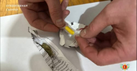 У ДВОИХ ЖИТЕЛЕЙ ГУДАУТСКОГО РАЙОНА ИЗЪЯТО НАРКОТИЧЕСКОЕ СРЕДСТВО