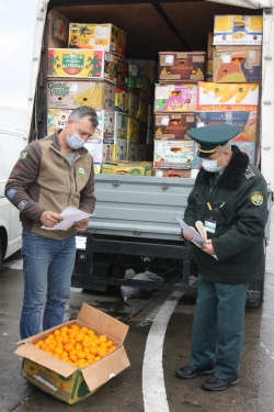 &laquo;МАНДАРИНОВЫЙ СЕЗОН&raquo; НАБИРАЕТ ОБОРОТЫ
