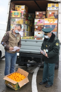 &laquo;МАНДАРИНОВЫЙ СЕЗОН&raquo; НАБИРАЕТ ОБОРОТЫ
