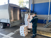 В РОССИЮ ИЗ АБХАЗИИ ВВЕЗЕНО БОЛЕЕ 100 ТОНН &laquo;ОРАНЖЕВОГО ЗОЛОТА&raquo;