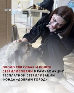В СУХУМЕ ПРОШЛА АКЦИЯ СТЕРИЛИЗАЦИИ БЕЗДОМНЫХ И ДОМАШНИХ ЖИВОТНЫХ