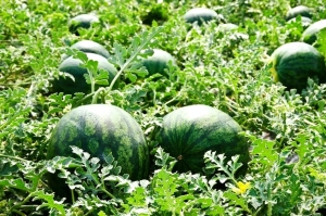 АРБУЗНЫЙ СЕЗОН В АБХАЗИИ НА СТАРТЕ