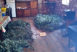 ТРОЕ ЖИТЕЛЕЙ СЕЛА ШАШИКУАРА ПОДОЗРЕВАЮТСЯ В ВЫРУБКЕ СЕРЕБРИСТОГО ЭВКАЛИПТА