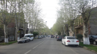 ПО УЛИЦЕ ВОРОНОВА ОБРЕЗАЮТ ПЛАТАНЫ