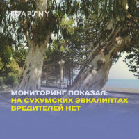 НА ВЗРОСЛЫХ ЭВКАЛИПТАХ ВРЕДИТЕЛИ НЕ ОБНАРУЖЕНЫ