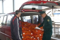 НА АБХАЗО-РОССИЙСКОЙ ГРАНИЦЕ ПИК &laquo;МАНДАРИНОВОГО СЕЗОНА&raquo;