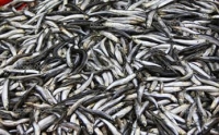 В АБХАЗИИ НА РЫБНУЮ ОТРАСЛЬ ПРИХОДИТСЯ ВСЕГО   2% ВАЛОВОГО ПРОДУКТА