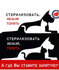 В ПИЦУНДЕ ПРОЙДЕТ БЕСПЛАТНАЯ СТЕРИЛИЗАЦИЯ СОБАК