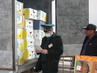 ИЗ АБХАЗИИ  ВВОЗИТСЯ БОЛЕЕ 1 ТЫСЯЧИ ТОНН ЦИТРУСОВЫХ В СУТКИ