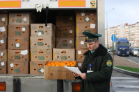 НА РОССИЙСКО-АБХАЗСКОЙ ГРАНИЦЕ СТАРТОВАЛ &laquo;МАНДАРИНОВЫЙ СЕЗОН&raquo;