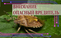 ВНИМАНИЕ &ndash; МРАМОРНЫЙ КЛОП!