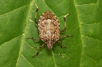 В АБХАЗИИ  СОБРАНО БОЛЕЕ 400КГ МРАМОРНЫХ КЛОПОВ