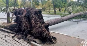 ЛЕОН КВАРЧИЯ: НАМ НУЖЕН ПЕРСПЕКТИВНЫЙ  ПЛАН ОЗЕЛЕНЕНИЯ СУХУМА НА 15-20 ЛЕТ