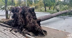 ЛЕОН КВАРЧИЯ: НАМ НУЖЕН ПЕРСПЕКТИВНЫЙ  ПЛАН ОЗЕЛЕНЕНИЯ СУХУМА НА 15-20 ЛЕТ