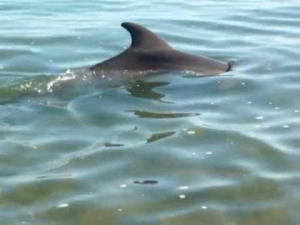 НА ПОБЕРЕЖЬЕ ЧЕРНОГО МОРЯ МАССОВО ГИБНУТ ДЕЛЬФИНЫ